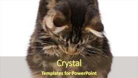  Presentation with maine - PPT layouts consisting of maine coon looking at mouse 7 months old in front of white background background and a tawny brown colored foreground