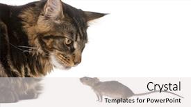  Presentation with maine - Beautiful slides featuring maine coon looking at wild backdrop and a light gray colored foreground