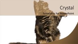  Presentation with paw - Presentation theme having maine coon looking up with paw in air 7 months old in front of white background background and a coral colored foreground