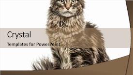 Presentation with maine - Presentation theme consisting of maine coon looking at the camera isolated on white background and a coral colored foreground