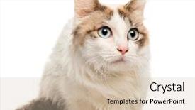  Presentation with young grey maine coon cat - Colorful presentation enhanced with maine coon lying in front backdrop and a soft green colored foreground