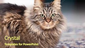  Presentation with maine - Audience pleasing PPT theme consisting of maine-coon-portrait backdrop and a tawny brown colored foreground