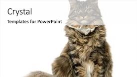  Presentation with young grey maine coon cat - Presentation enhanced with maine coon sitting and looking background and a white colored foreground