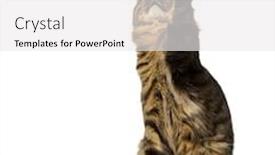  Presentation with maine - Colorful slide set enhanced with maine coon sitting pawing and looking up backdrop and a white colored foreground