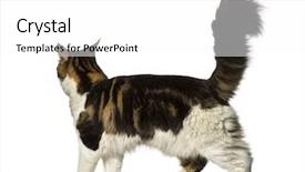  Presentation with maine - Theme having maine coon walking away background and a white colored foreground