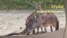  Presentation with kangaroo - Theme featuring mainland western grey kangaroo macropus background and a tawny brown colored foreground