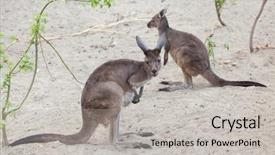  Presentation with kangaroo - PPT layouts having mainland western grey kangaroo macropus background and a light gray colored foreground