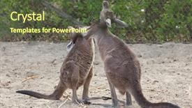  Presentation with kangaroo - Audience pleasing theme consisting of mainland western grey kangaroo macropus backdrop and a tawny brown colored foreground