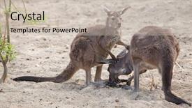  Presentation with kangaroo - Slide deck consisting of mainland western grey kangaroo macropus background and a soft green colored foreground