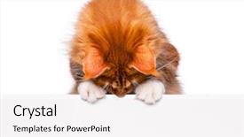 Presentation with red banner - Beautiful presentation featuring maint - maine coon red cat holding backdrop and a white colored foreground