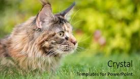  Presentation with walking cat - Colorful slide set enhanced with maint - tortoiseshell maine coon cat backdrop and a seafoam green colored foreground