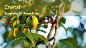  Presentation with spring tree - PPT theme having maintain food - beautiful spring leaves with fruits background and a tawny brown colored foreground