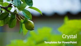  Presentation with spring tree - Audience pleasing presentation consisting of maintain food - beautiful spring leaves with fruits backdrop and a tawny brown colored foreground