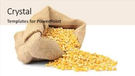 Presentation with maize - Amazing theme having maize - bag with corn seeds isolated backdrop and a coral colored foreground