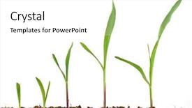  Presentation with maize - Presentation theme featuring maize - corn seedling growing isolated background and a white colored foreground