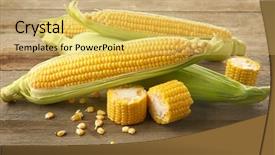  Presentation with corn cobs - Slide deck consisting of maize - fresh corn cobs on wooden background and a yellow colored foreground