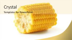  Presentation with corn cob - Audience pleasing PPT theme consisting of maize - piece of fresh corn cob backdrop and a yellow colored foreground