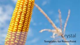  Presentation with maize - Presentation theme having maize-close-up-under-cloudy background and a light blue colored foreground