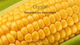  Presentation with maize - Presentation design enhanced with maize-cob-or-corn-cob background and a yellow colored foreground