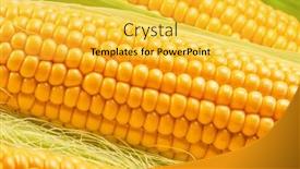  Presentation with maize - Presentation theme with maize-cob-or-corn-cob background and a yellow colored foreground