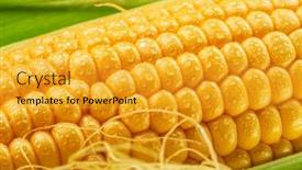  Presentation with maize - PPT theme having maize-cob-or-corn-cob background and a gold colored foreground