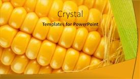  Presentation with maize - Presentation theme consisting of maize-cob-or-corn-cob background and a  colored foreground