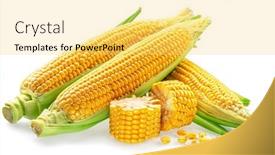  Presentation with corn cobs - Theme having maize-cobs-or-corn-cobs background and a yellow colored foreground