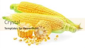  Presentation with corn cobs - Theme featuring maize-cobs-or-corn-cobs background and a yellow colored foreground