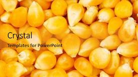  Presentation with corn - PPT layouts with maize crop - corn seeds arranged background and a gold colored foreground