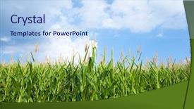  Presentation with maize - PPT layouts featuring maize crop - early autumn cornfield background and a sky blue colored foreground