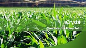  Presentation with maize - Amazing PPT theme having maize field with irrigation system backdrop and a shamrock green colored foreground