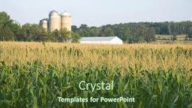  Presentation with silo - Presentation featuring cascino - maize field with silo background and a tawny brown colored foreground