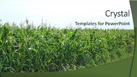  Presentation with maize - Colorful slide deck enhanced with maize growing in field backdrop and a white colored foreground