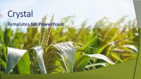  Presentation with maize - Presentation theme with maize growing in field background and a sky blue colored foreground