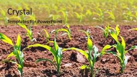  Presentation with corn fields - Presentation design consisting of maize harvest - corn fields sprouts in rows background and a yellow colored foreground
