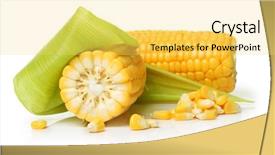  Presentation with maize - Audience pleasing theme consisting of maize harvest - ear of corn isolated backdrop and a yellow colored foreground