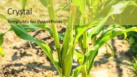  Presentation with corn cob - Beautiful presentation theme featuring maize plant with young corn backdrop and a yellow colored foreground