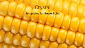  Presentation with maize - Theme consisting of maize-seeds-in-corn-cob background and a  colored foreground