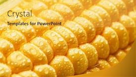  Presentation with maize - Presentation design having maize-seeds-in-corn-cob background and a  colored foreground