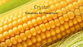 Presentation with maize - Presentation theme having maize-seeds-in-corn-cob background and a yellow colored foreground