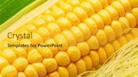  Presentation with corn cob - Presentation theme with maize-seeds-in-corn-cob background and a yellow colored foreground