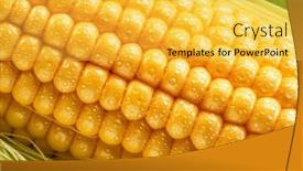  Presentation with maize - PPT theme featuring maize-seeds-in-corn-cob background and a yellow colored foreground