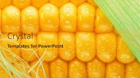  Presentation with maize - Presentation with maize-seeds-in-corn-cob background and a  colored foreground