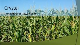  Presentation with maize - Presentation consisting of maize stalks on the blue background and a light blue colored foreground