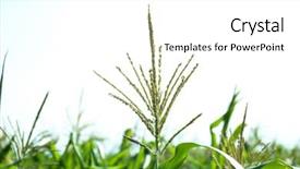  Presentation with corn field - Slide deck consisting of maize with corn tassel growing background and a white colored foreground