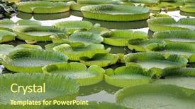  Presentation with tropical forest - Amazing PPT theme having majestic amazon lily pads backdrop and a tawny brown colored foreground