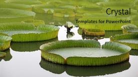  Presentation with lily pad - Colorful slides enhanced with majestic amazon lily pads backdrop and a gold colored foreground