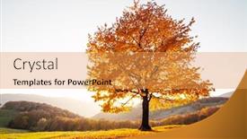  Presentation with tree - Presentation theme with majestic-beech-tree-with-sunny background and a yellow colored foreground