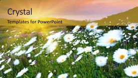  Presentation with daisy - Presentation having majestic daisy field and beautiful summer sunset background and a yellow colored foreground