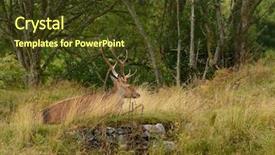  Presentation with deer - Slides enhanced with majestic european red deer - stag cervus elaphus in native environment background and a tawny brown colored foreground
